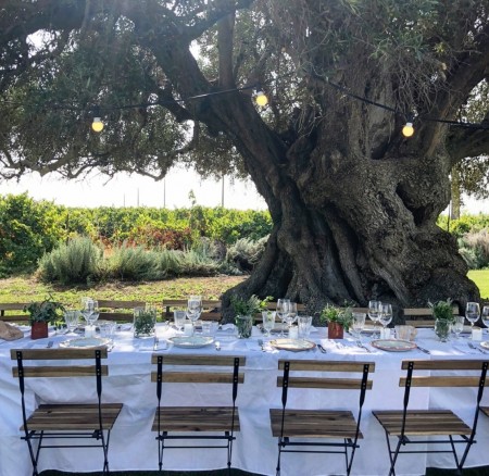 Algarve wine tour and farmer's lunch at wine estate