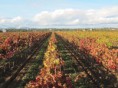 /album/quinta-da-vinha-cabrita-wines/imagem26-jpg/